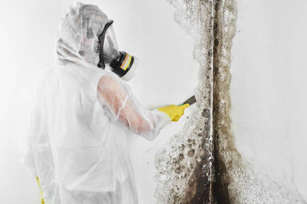Best Black Mold Removal  in Marbury, AL