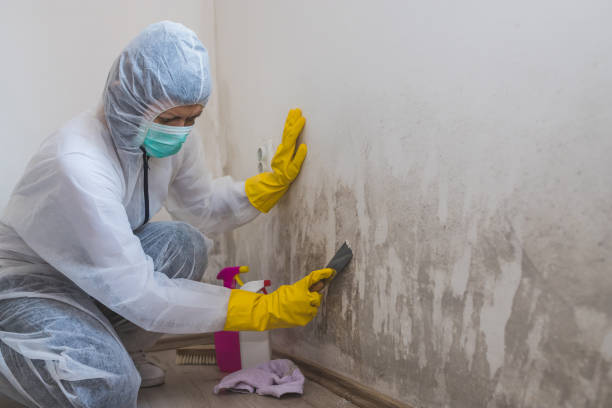 Best Mold Removal and Inspection  in Marbury, AL