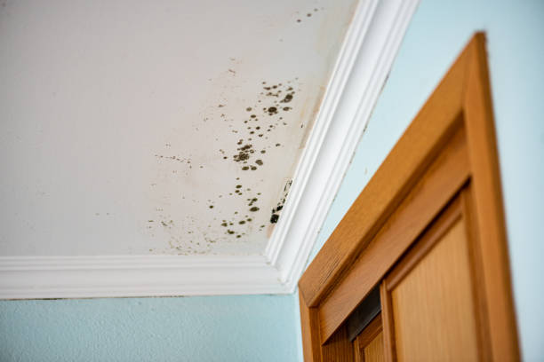 Best Attic Mold Removal  in Marbury, AL