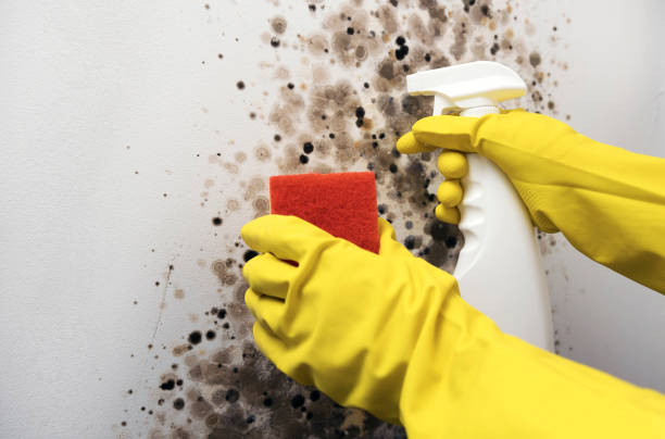 Best Commercial Mold Removal  in Marbury, AL