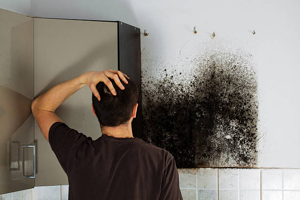 Best Local Mold Removal Service  in Marbury, AL
